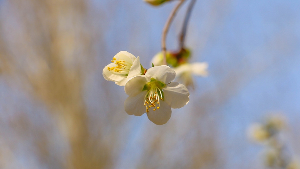 北京玉渊潭公园百花齐绽花草图片