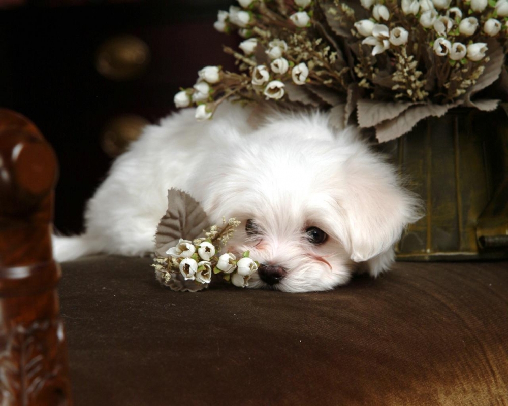 比熊桌面壁纸之可爱的白色小比熊犬