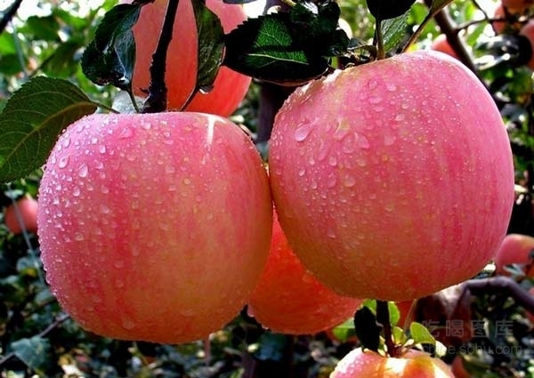 秋季饮食：金秋苹果煮着吃的3大好处