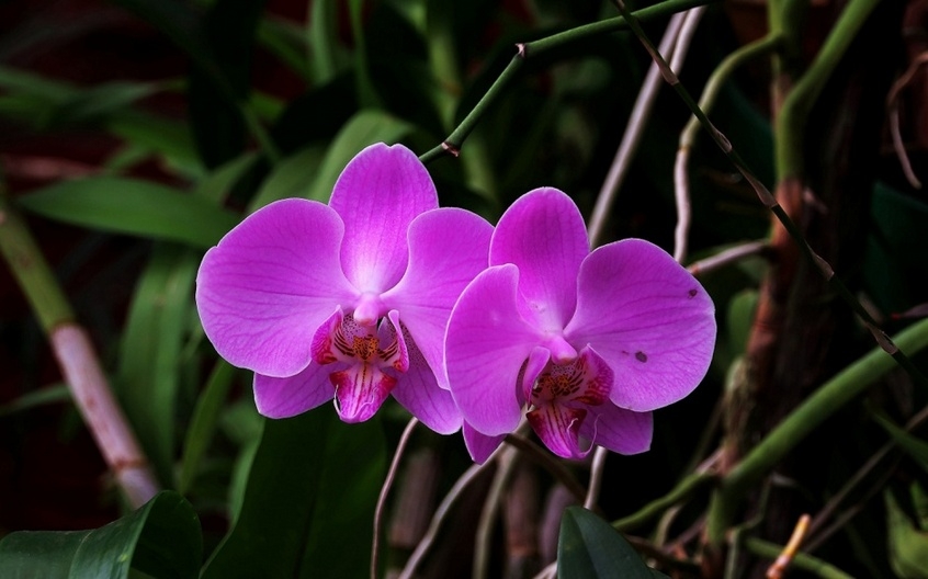 唯美迷人粉色蝴蝶兰花卉图片摄影