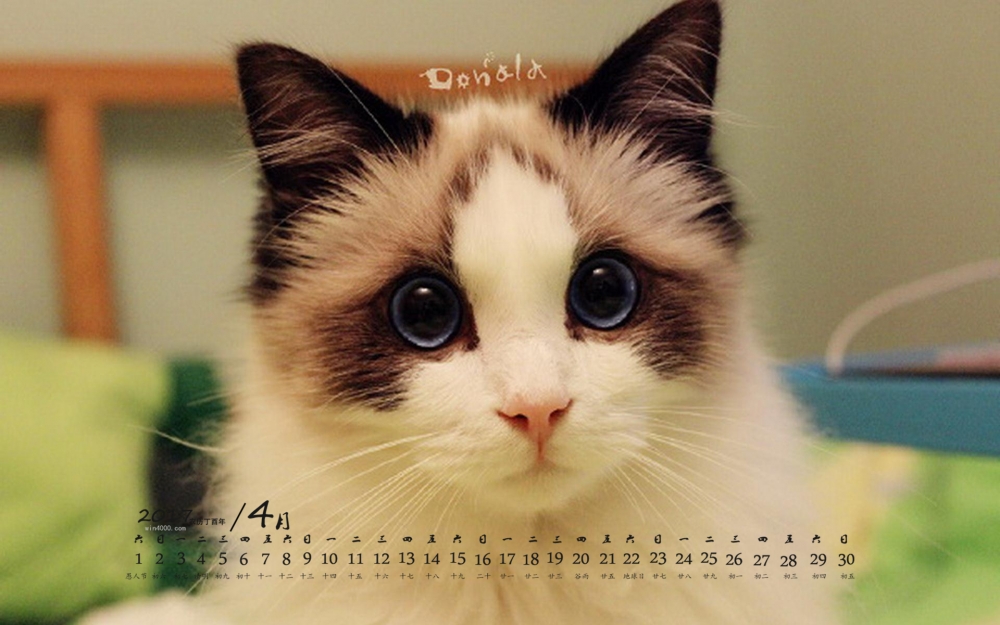 2017年4月布偶猫可爱呆萌日历壁纸