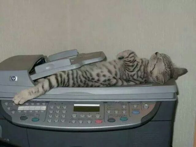 猫大爷：只要我想睡，哪里都是床