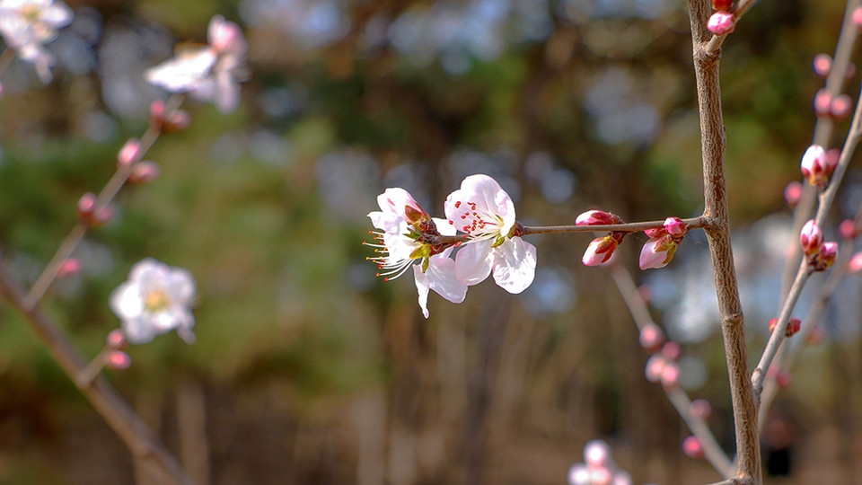 北京玉渊潭公园百花齐绽花草图片