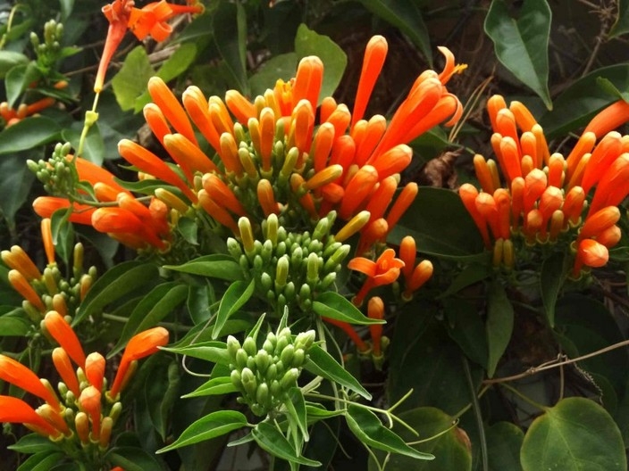 初夏红橙色炮仗花花卉图片赏析