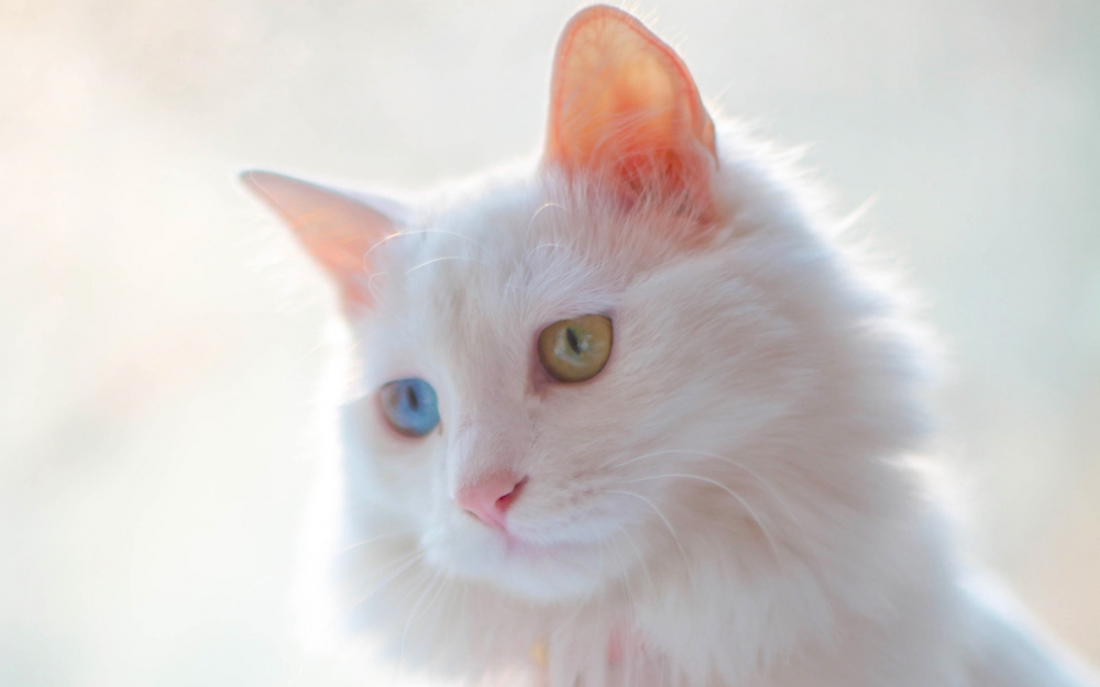 可爱白色网红猫咪