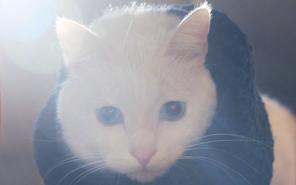 优秀傲娇的猫~om