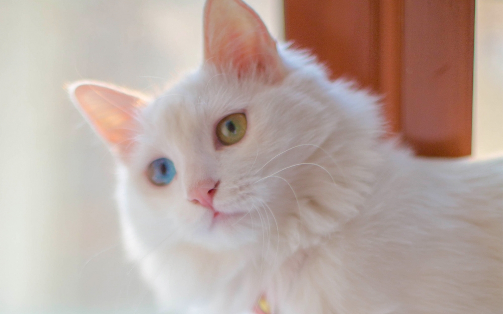 可爱白色网红猫咪