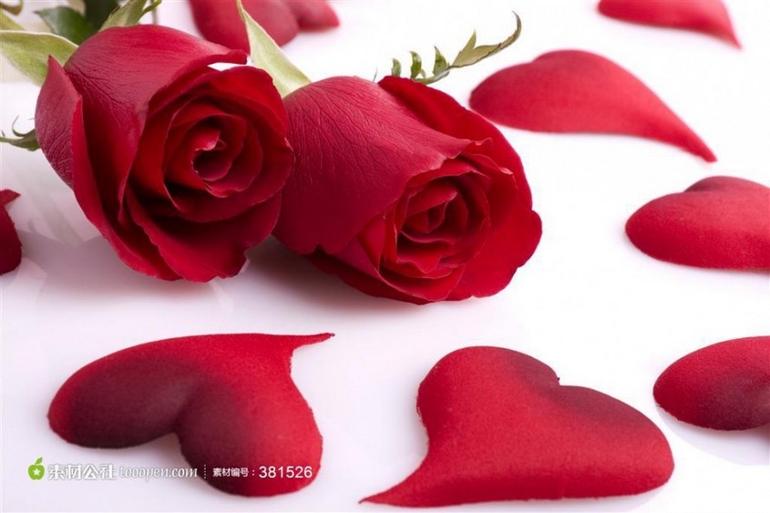 浪漫娇艳红玫瑰花鲜花图片壁纸