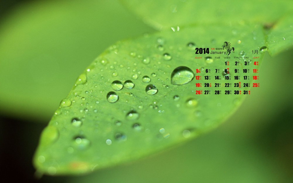 2014年1月日历养眼绿色植物桌面壁纸