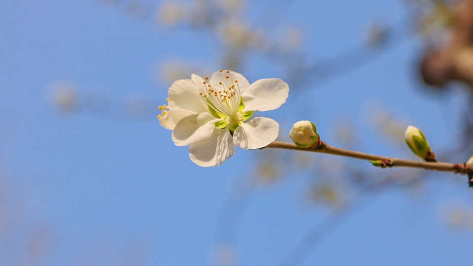 北京玉渊潭公园百花齐绽花草图片