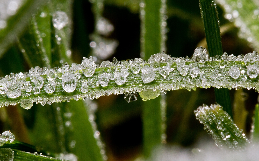 摄影冬季落满冰雪的花草植物唯美图片
