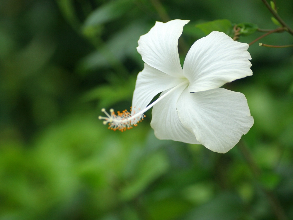 纯洁美丽鲜花特写高清桌面壁纸