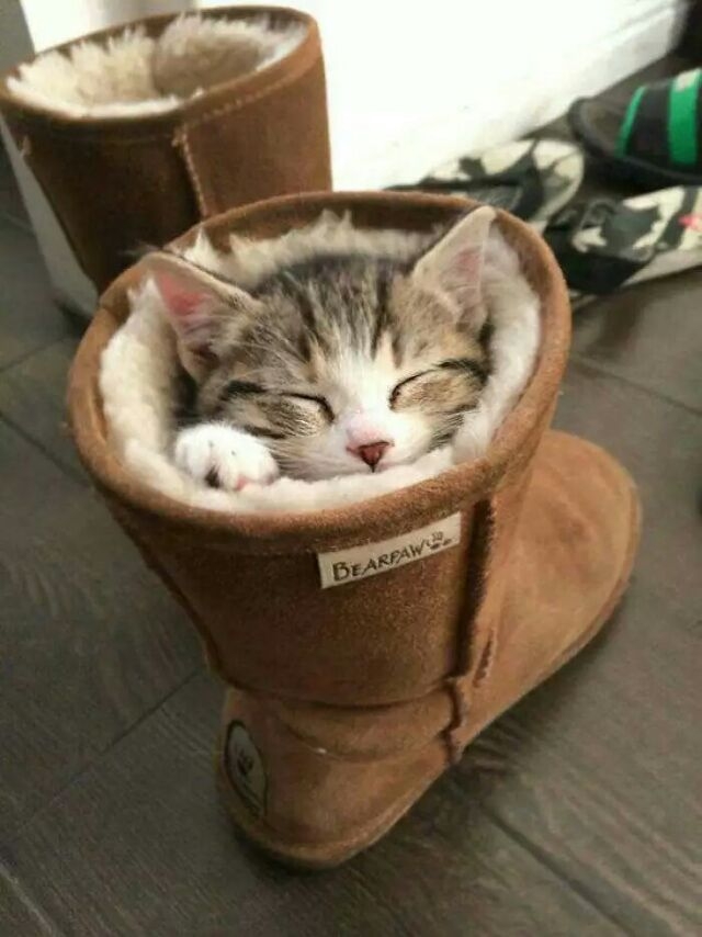 猫大爷：只要我想睡，哪里都是床