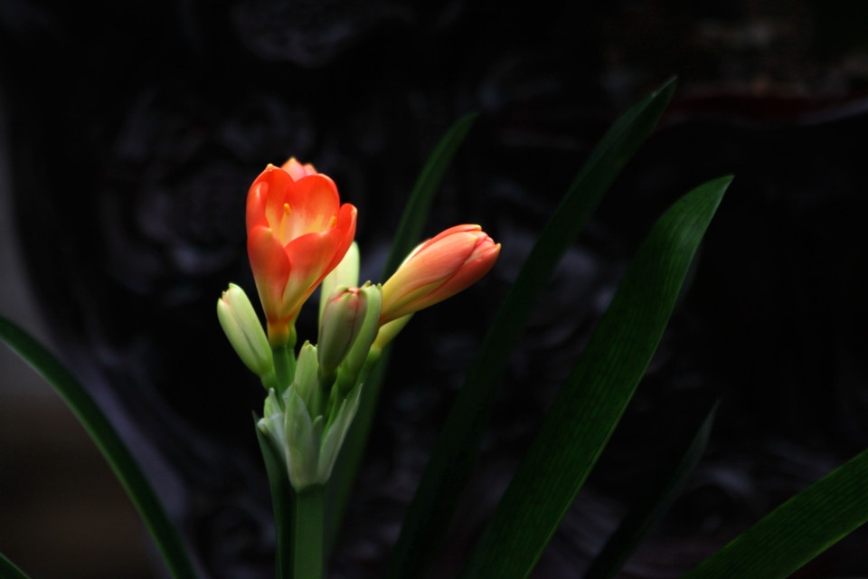 橙色垂笑君子兰花卉植物图片大全