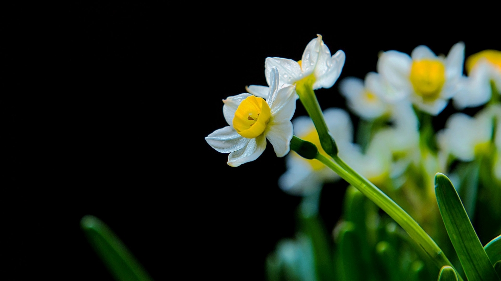 水仙花图片水仙花花语