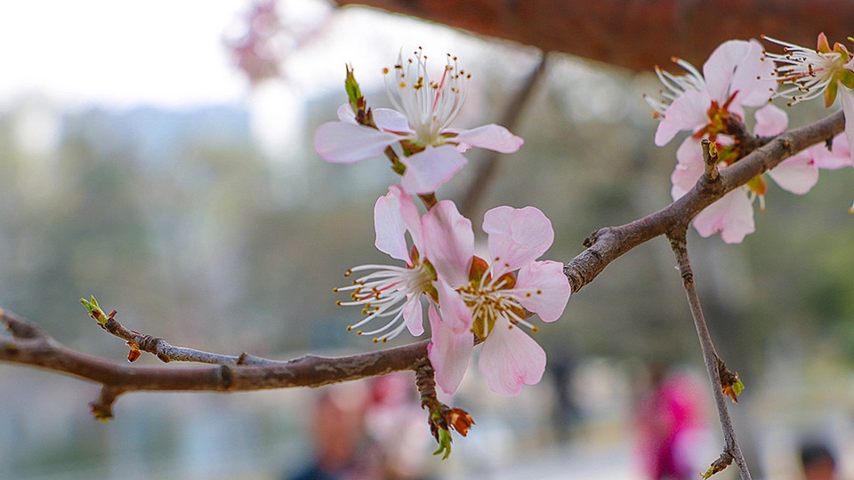 北京玉渊潭公园百花齐绽花草图片