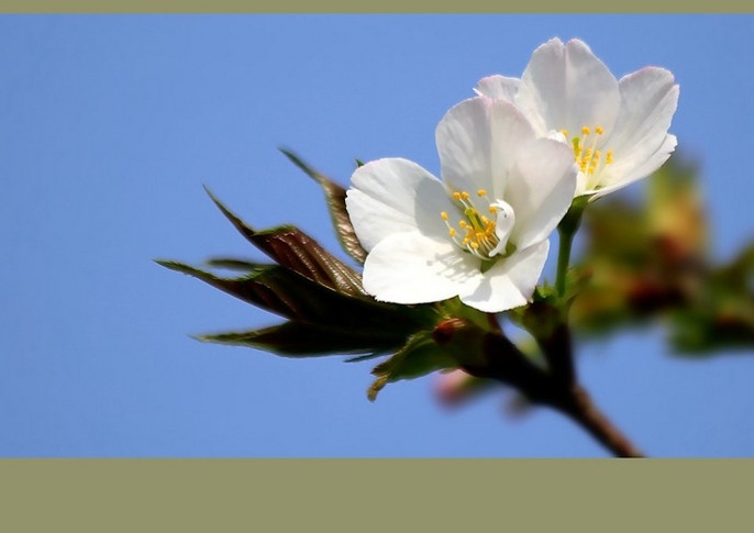 欣赏春天里美丽洁白白色梅花图片