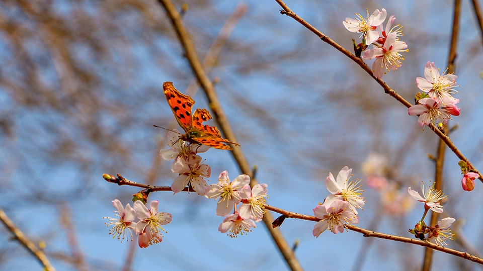 北京玉渊潭公园百花齐绽花草图片