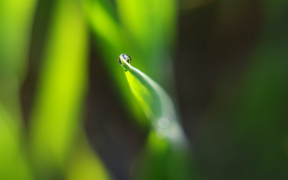 绿色植物高清图片合集清爽干净的电脑桌面壁纸下载第三辑