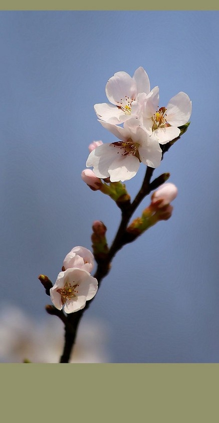 欣赏春天里美丽洁白白色梅花图片