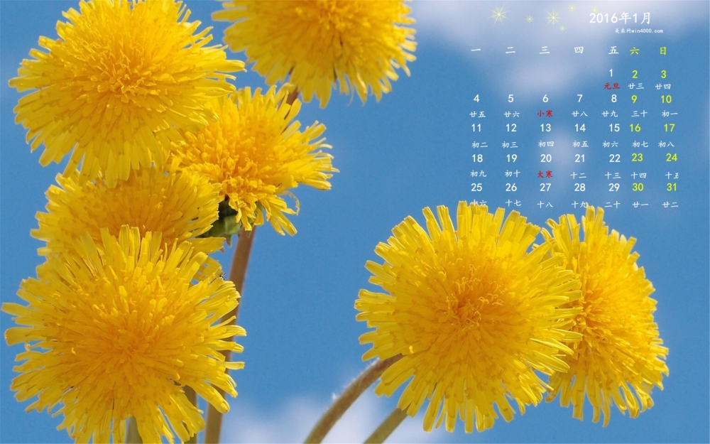 2016年1月日历唯美蒲公英花朵桌面壁纸