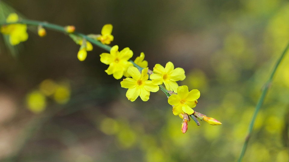 北京玉渊潭公园百花齐绽花草图片