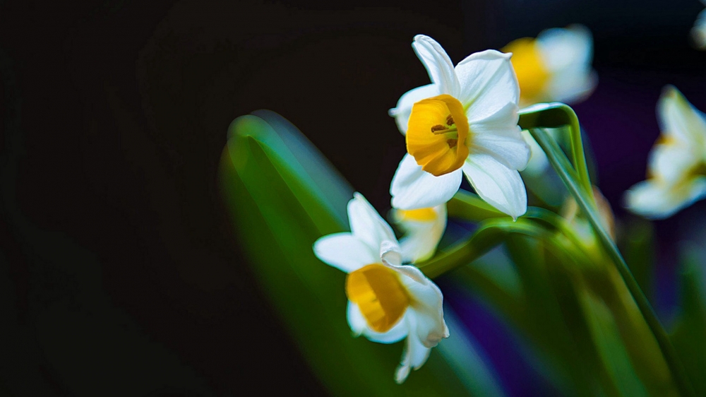 水仙花图片水仙花花语