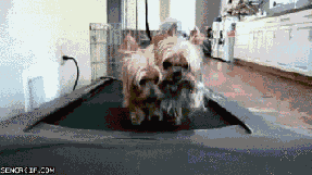 跑步机上的狗狗搞笑动态图片