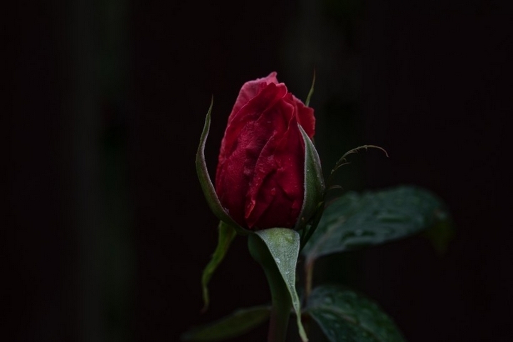 美丽娇艳的红玫瑰花卉特写图片大全