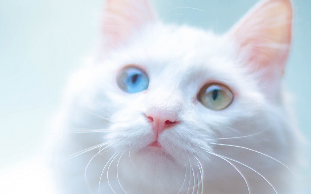 可爱白色网红猫咪