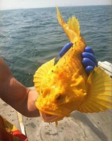请问这只鱼值多少钱呢？