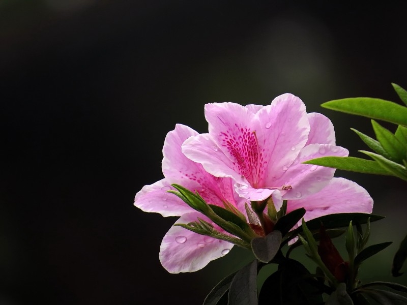 雨后的粉花杜鹃图片