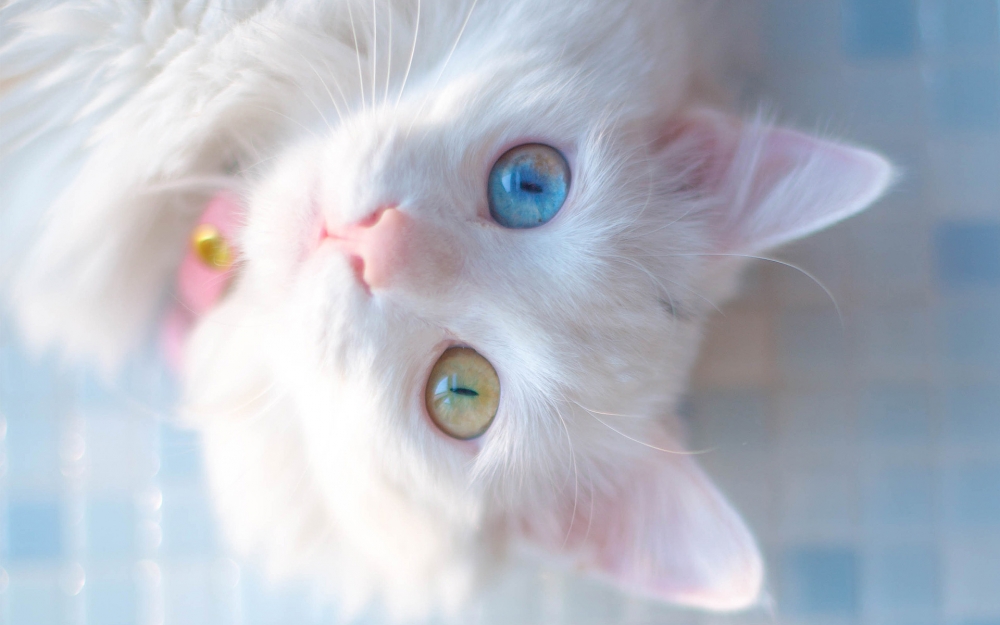 可爱白色网红猫咪
