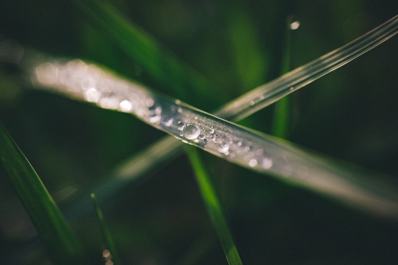 青草上面的露水图片