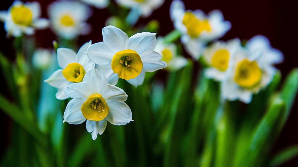 水仙花图片水仙花花语