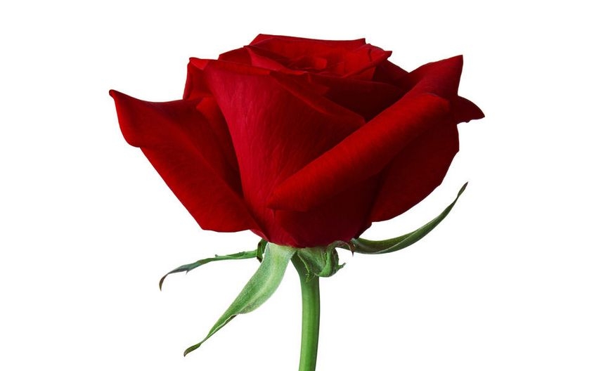 热情奔放的红色玫瑰花植物图片