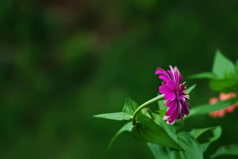 紫色波斯菊图片