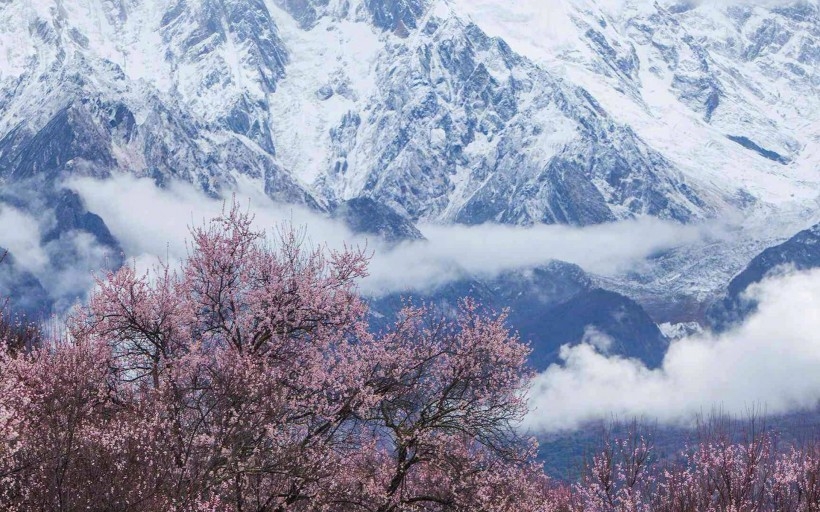 西藏林芝桃花风景高清电脑桌面壁纸