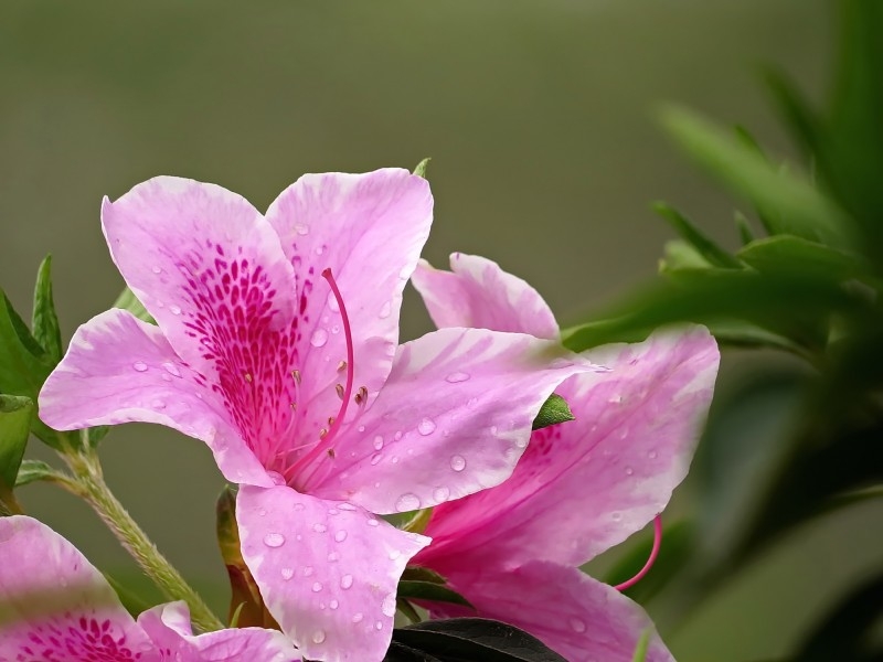 雨后的粉花杜鹃图片