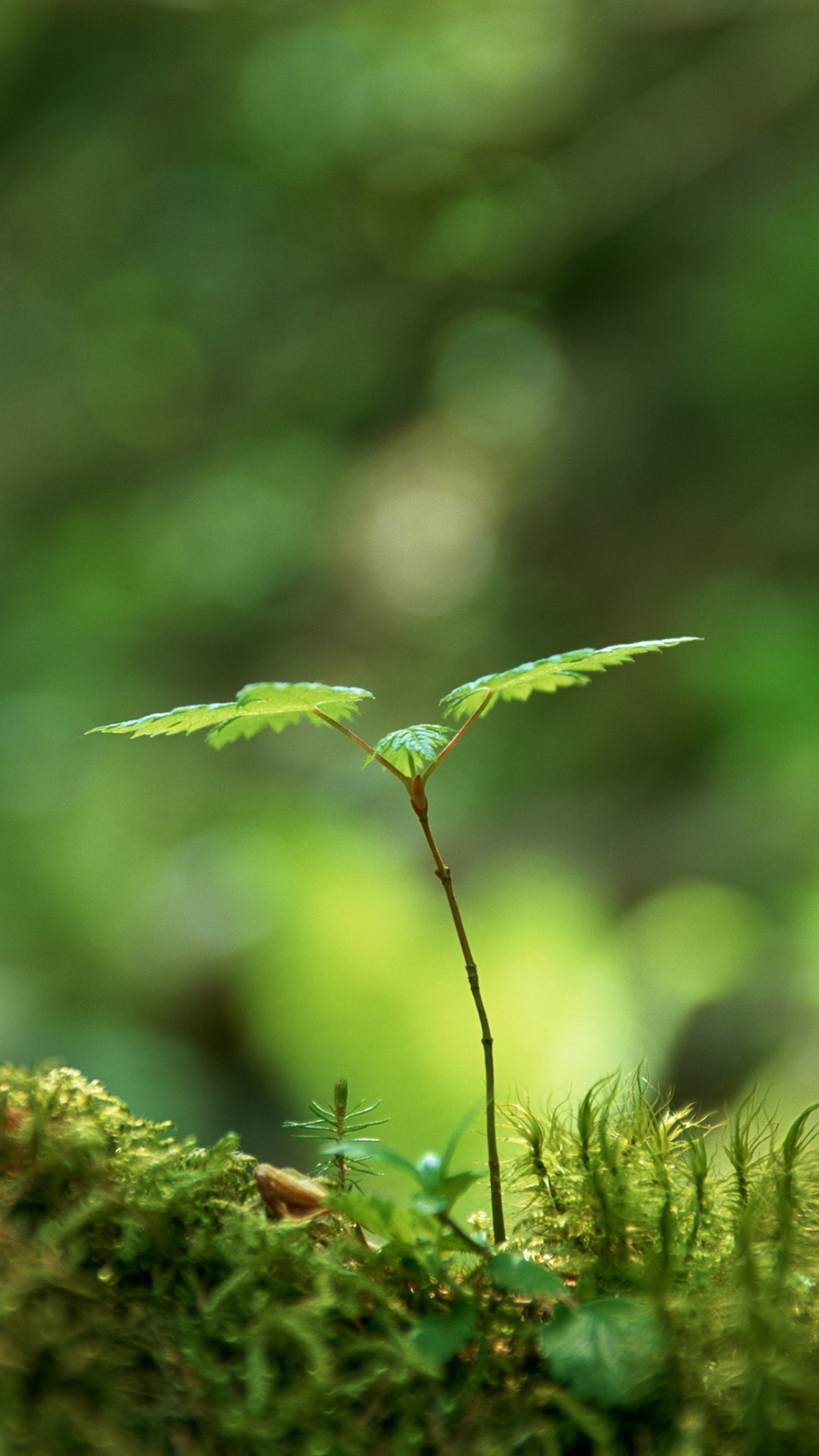 小绿芽小清新图片