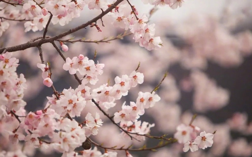 西藏林芝桃花风景高清电脑桌面壁纸