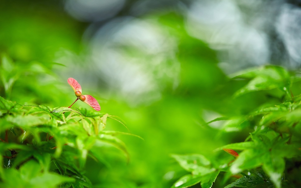 绿色植物高清图片合集清爽干净的电脑桌面壁纸下载第三辑
