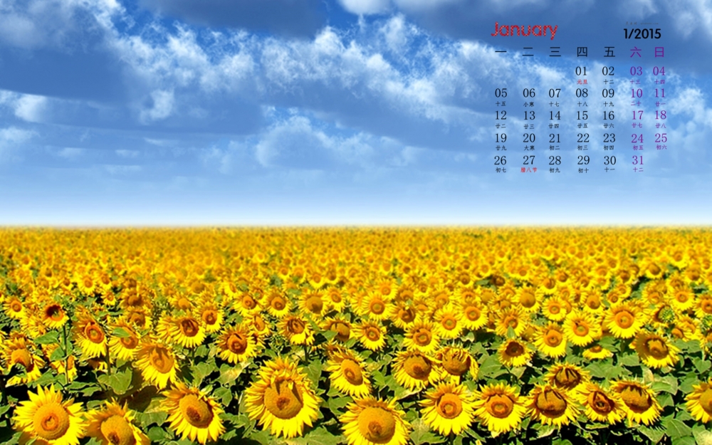 2015年1月日历太阳神之花的向日葵高清电脑桌面壁纸图片