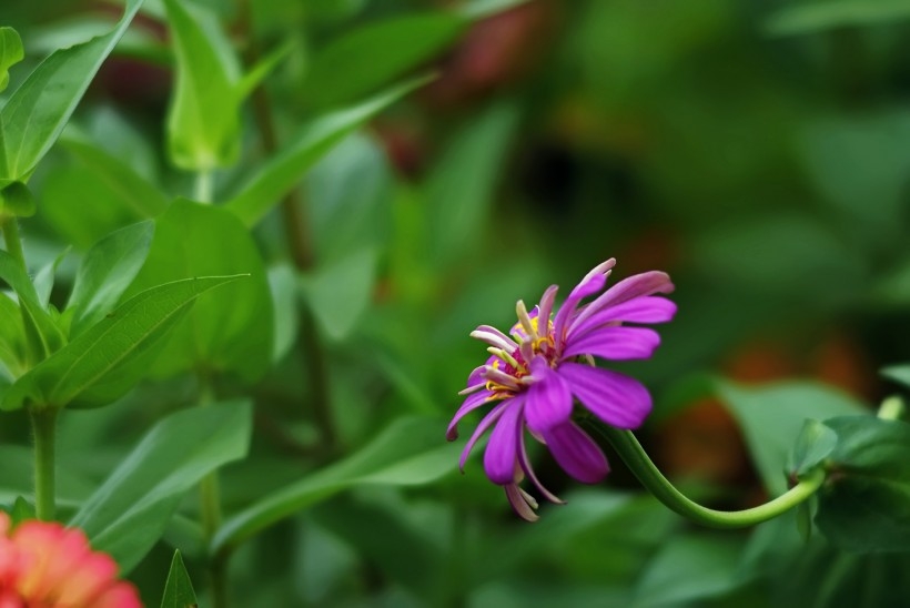 紫色波斯菊图片