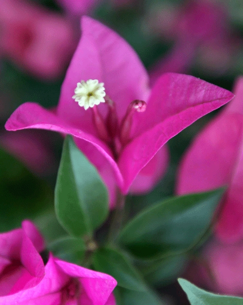 美丽的三角梅 鲜花唯美图片