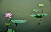 荷花荷塘