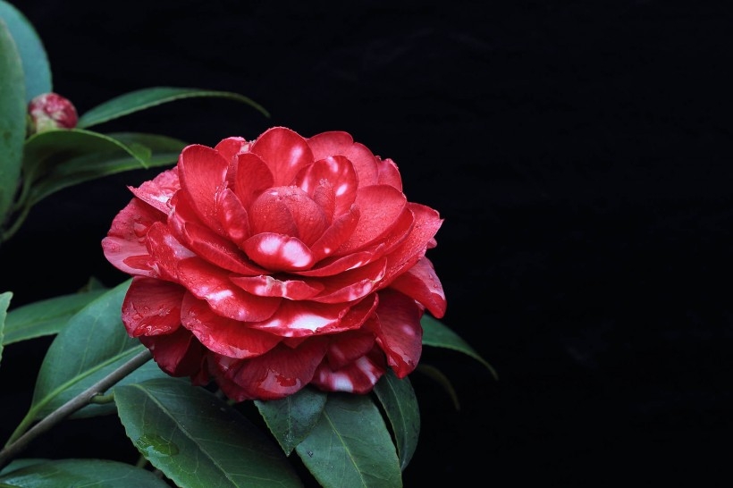 雨后茶花唯美植物图片