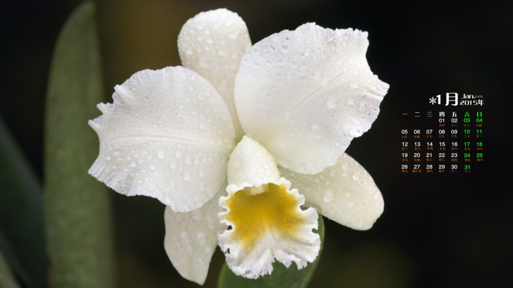 2015年1月日历壁纸淡雅好看的纯洁兰花唯美植物图片高清下载