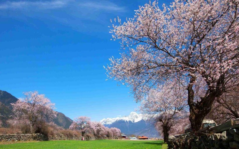 西藏林芝桃花风景高清电脑桌面壁纸