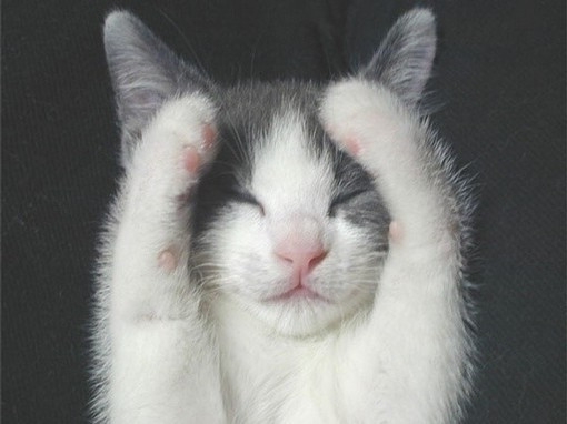 猫的世界，温暖